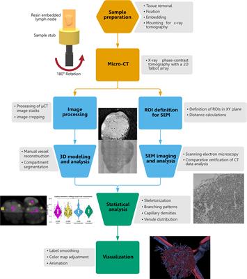 Three-dimensional analyses of vascular network morphology in a murine lymph node by X-ray phase-contrast tomography with a 2D Talbot array